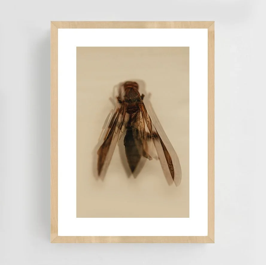 Insects_004_maple.jpg