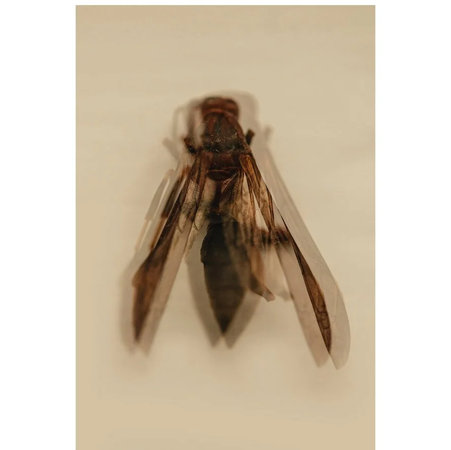 Insects_004.jpg