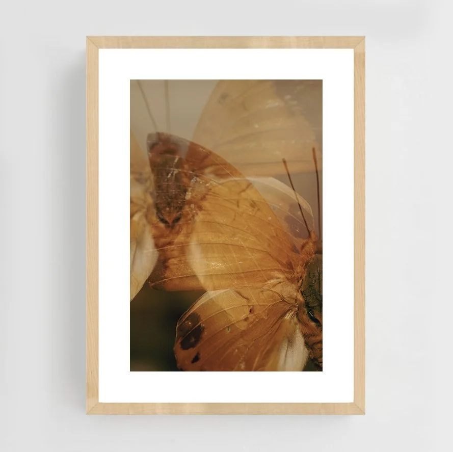 Insects_008_wood_maple.jpg