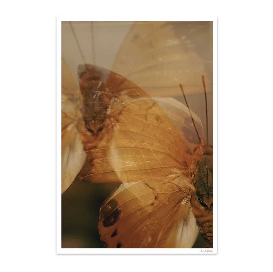 Insects_008.jpg