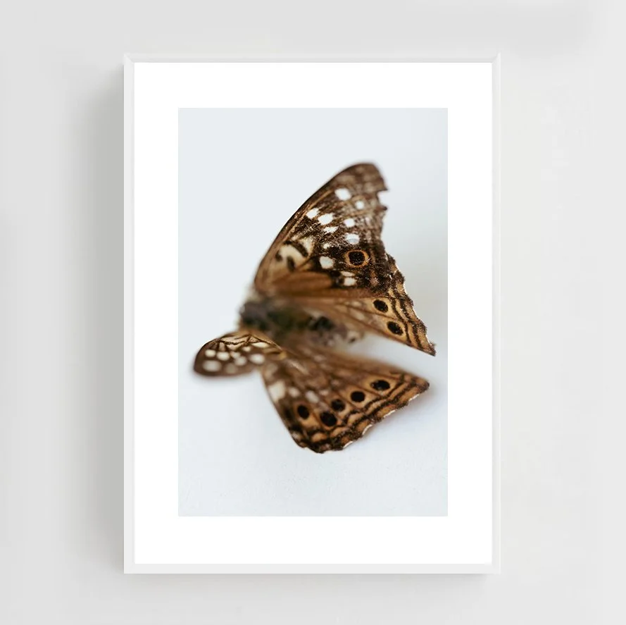 Insects_009_metal_white.jpg