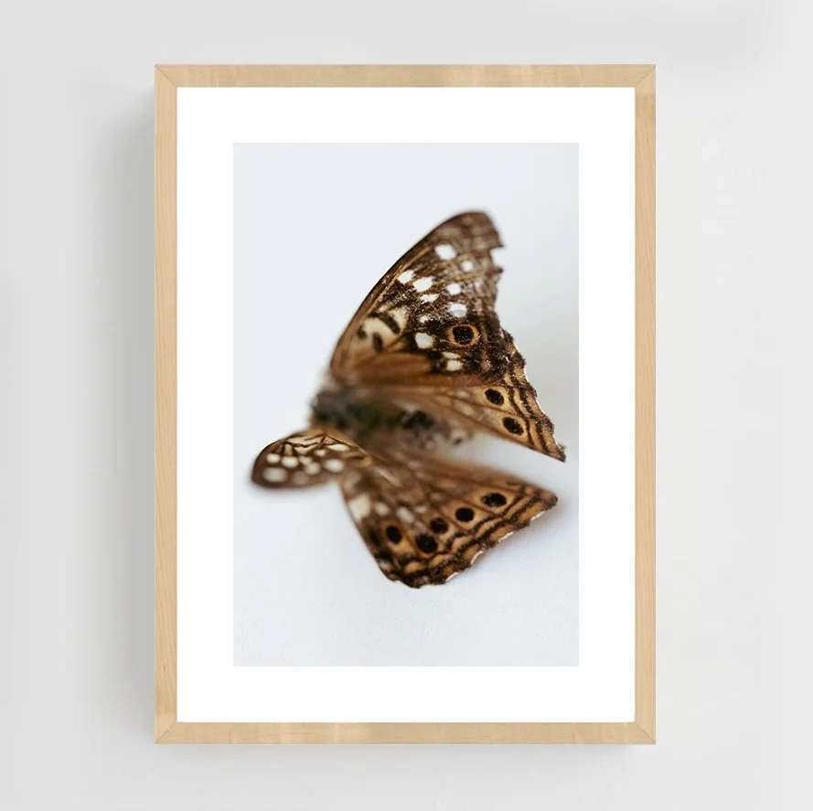 Insects_009_maple.jpg
