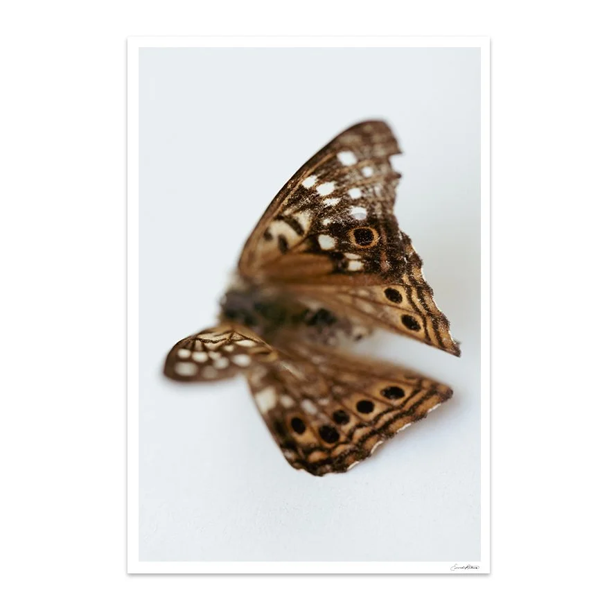 Insects_009.jpg