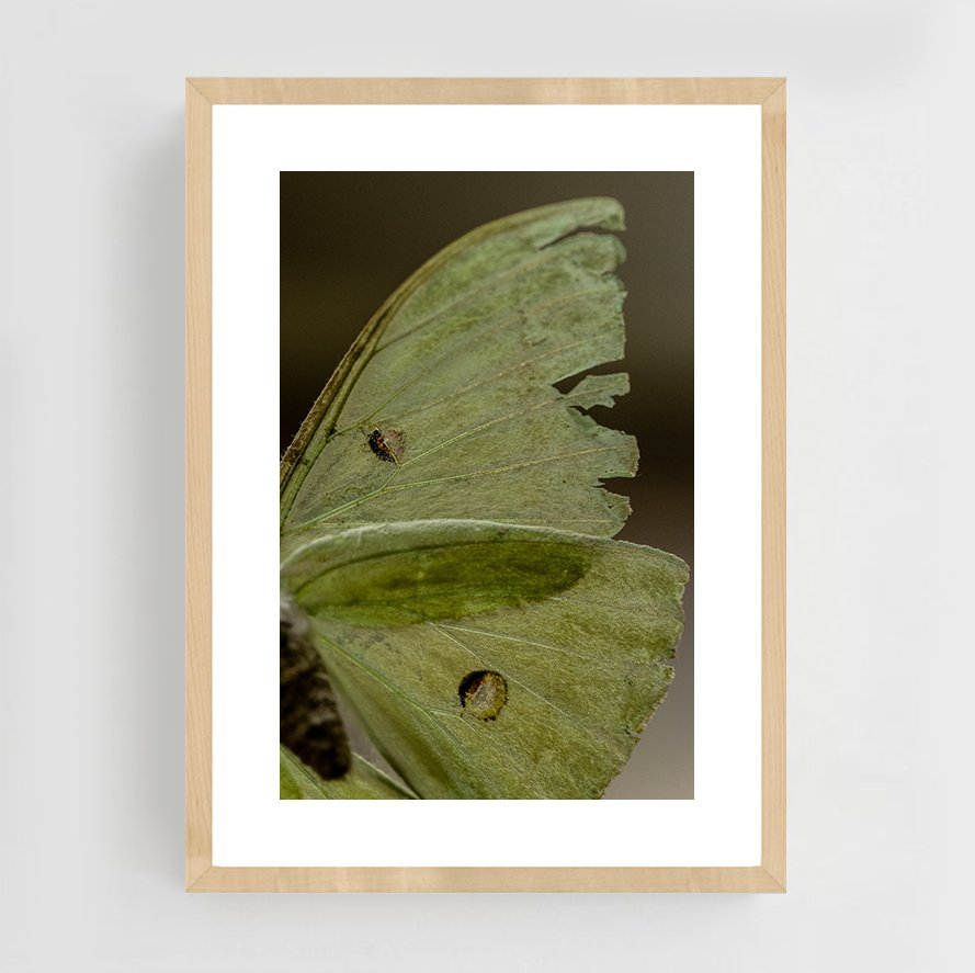 Insects_010_maple.jpg