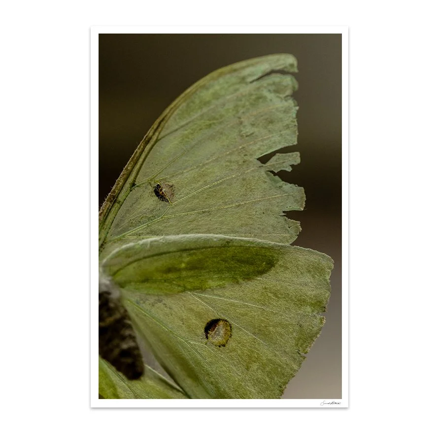 Insects_010.jpg