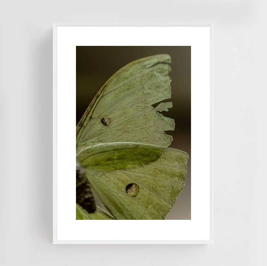 Insects_010_metal_white.jpg