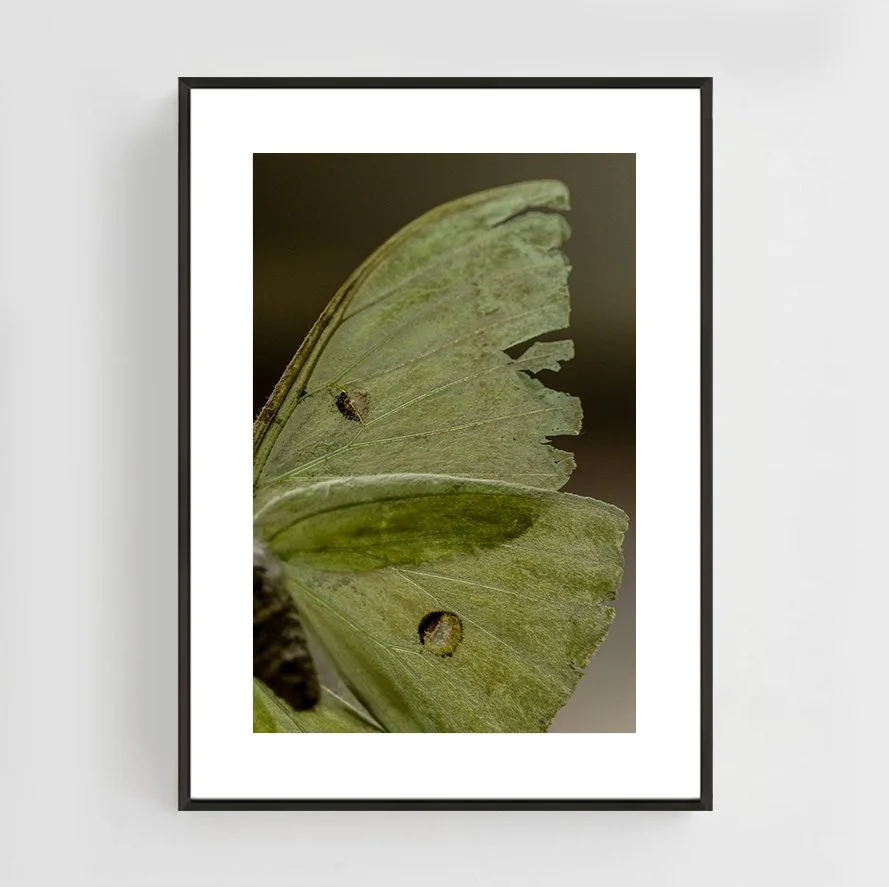 Insects_010_metal_black.jpg