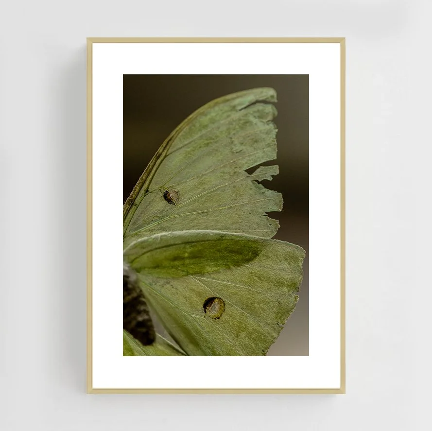 Insects_010_metal_gold.jpg