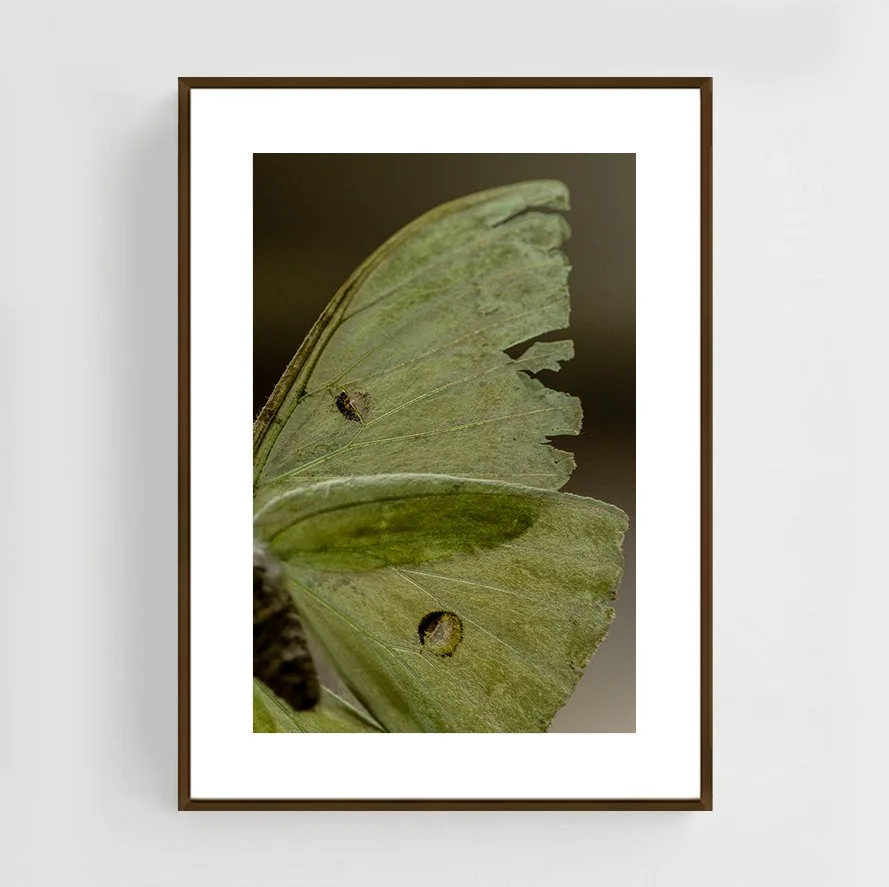 Insects_010_metal_copper.jpg
