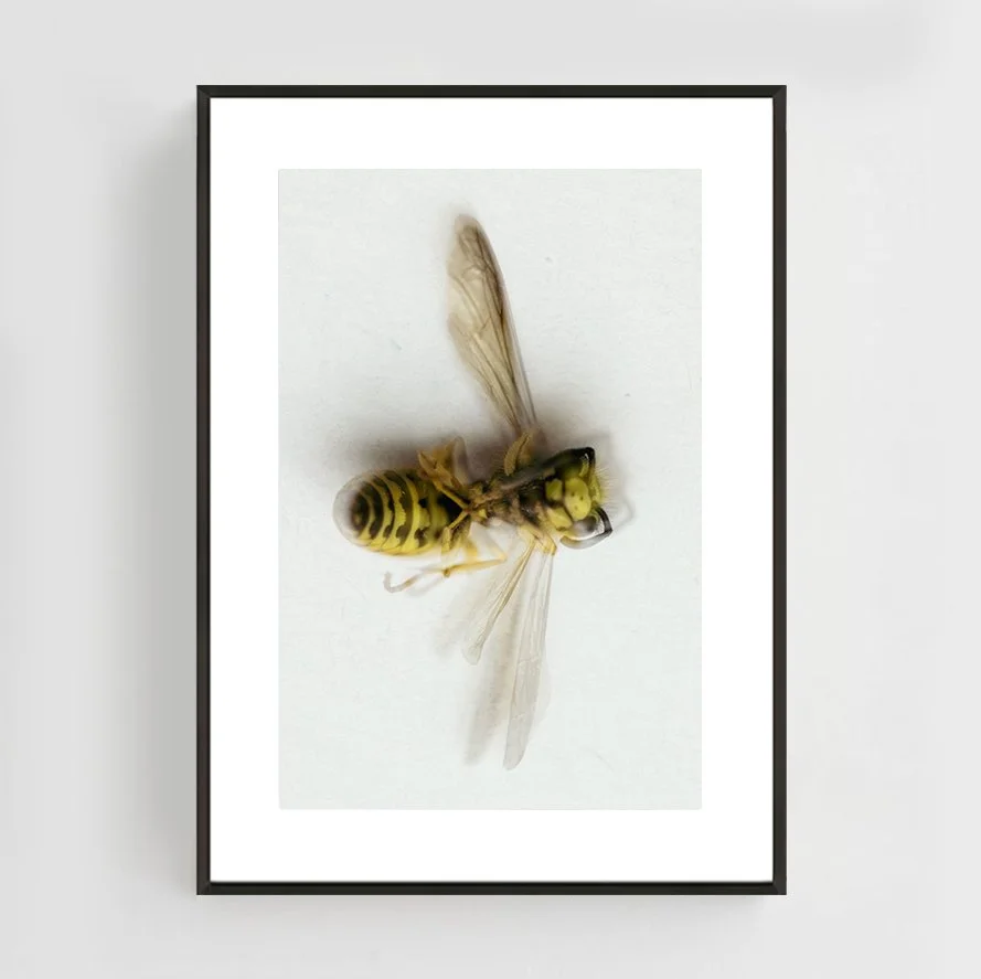 Insects_011_metal_black.jpg