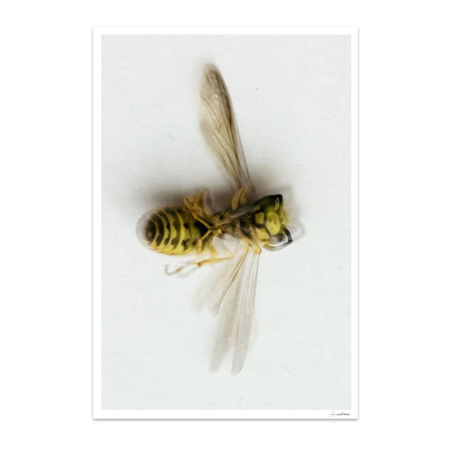 Insects_011.jpg