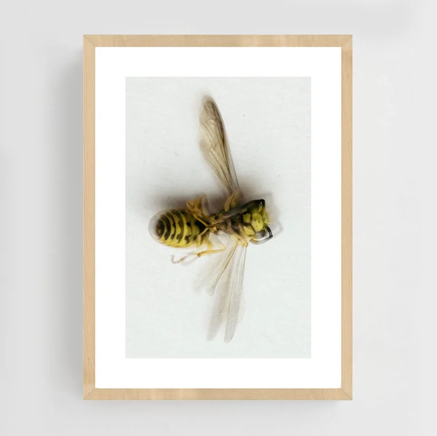 Insects_011_maple.jpg