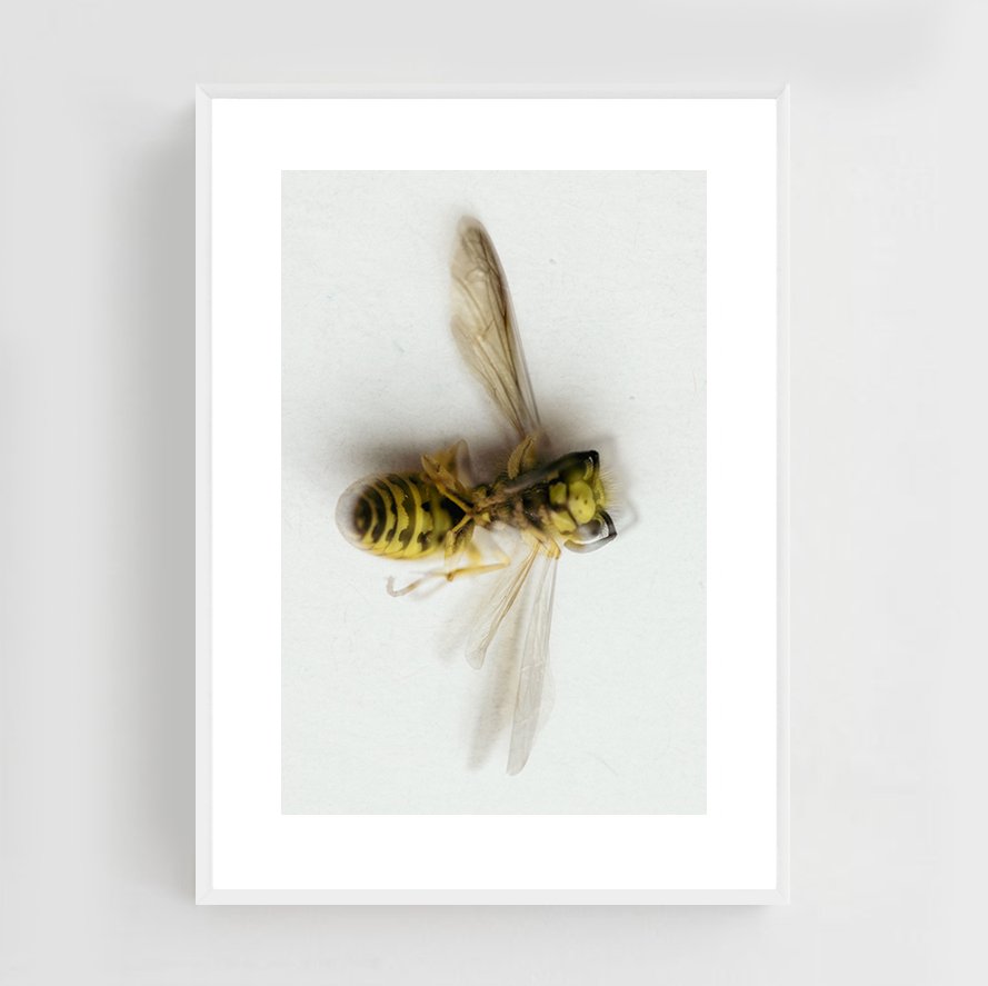 Insects_011_metal_white.jpg