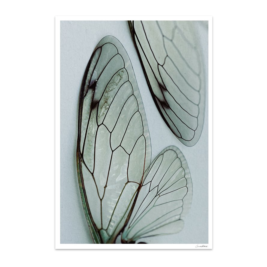Insects_012.jpg