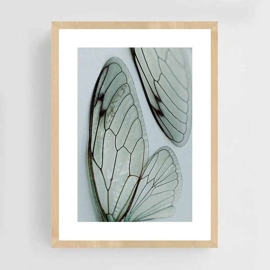Insects_012_maple.jpg