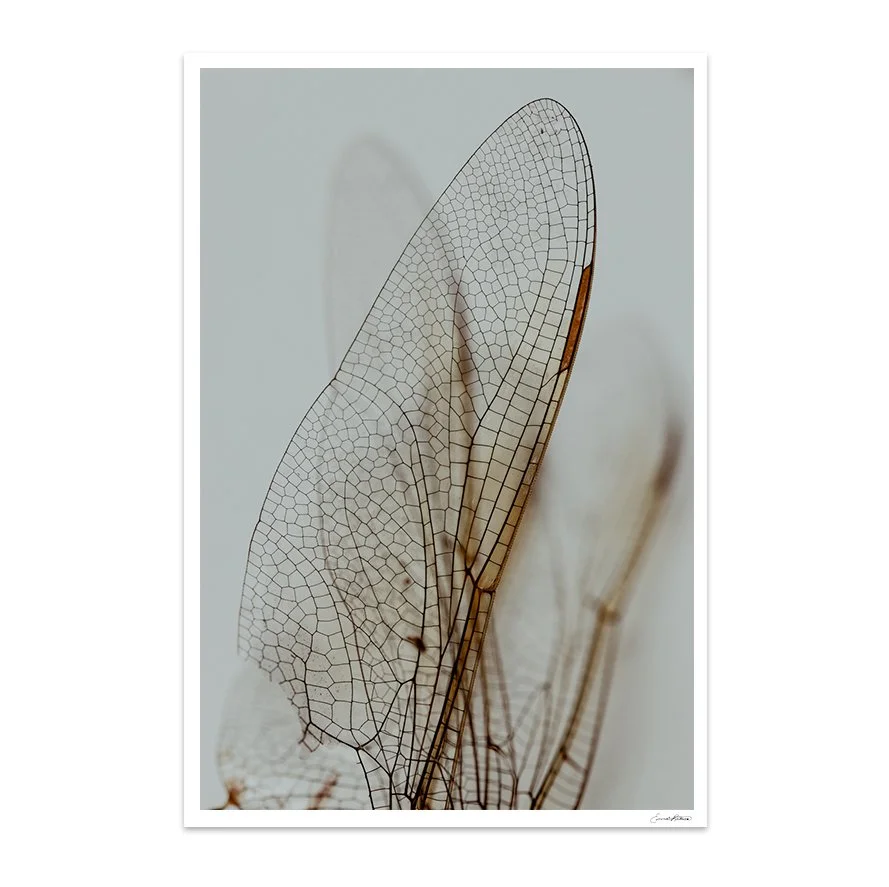 Insects_013.jpg