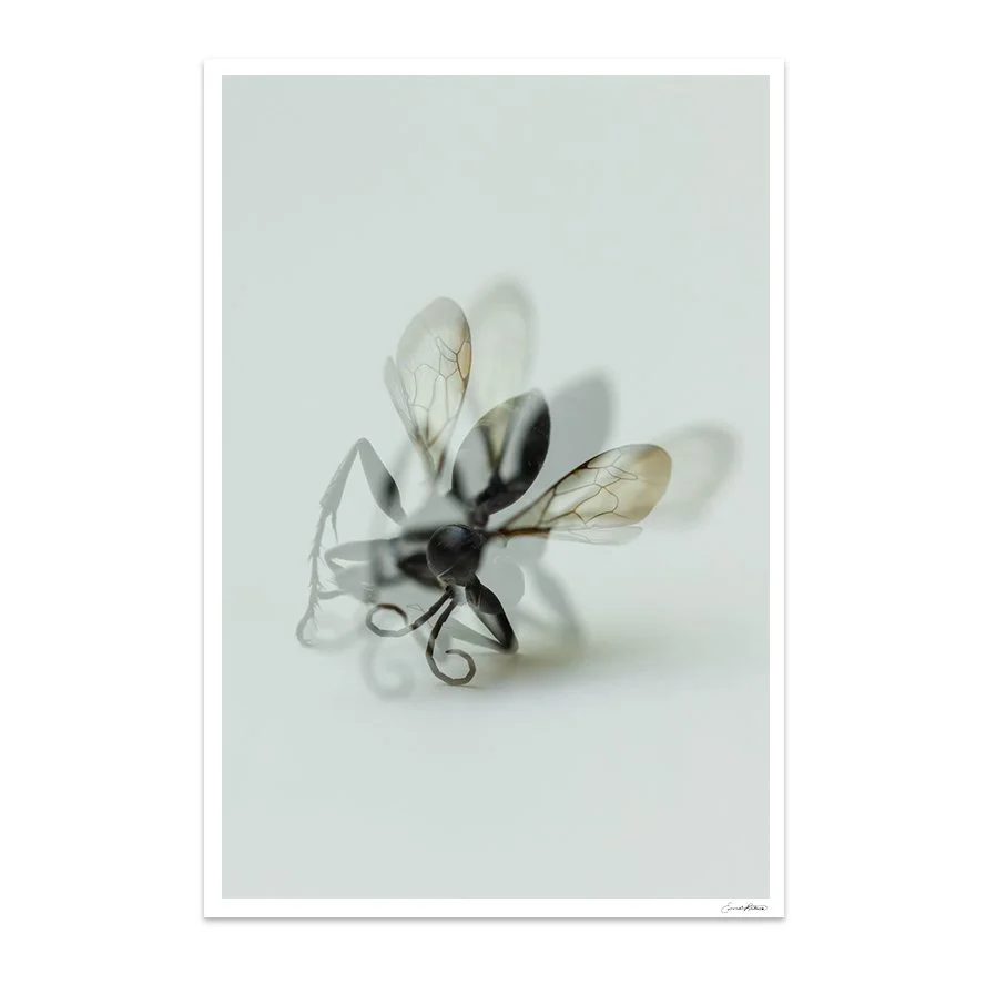 Insects_014.jpg