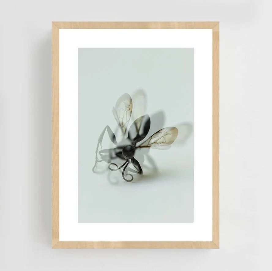 Insects_014_maple.jpg