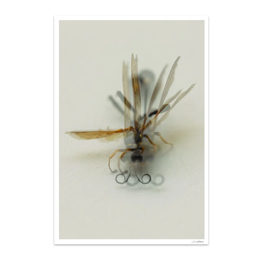 Insects_015.jpg