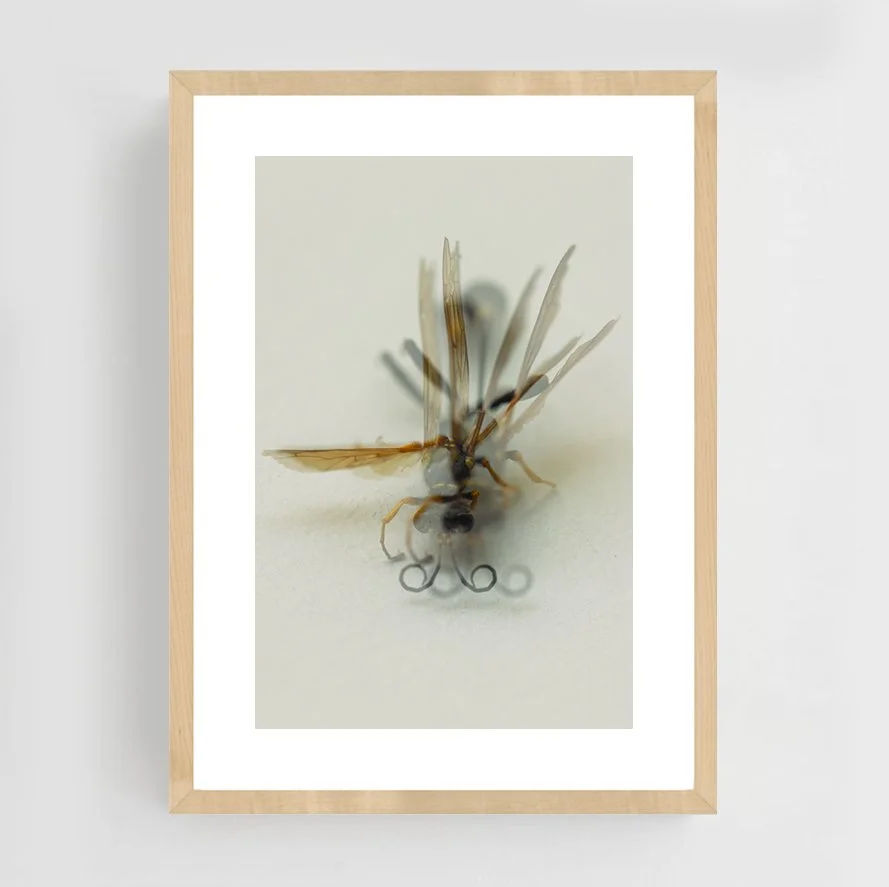 Insects_015_maple.jpg