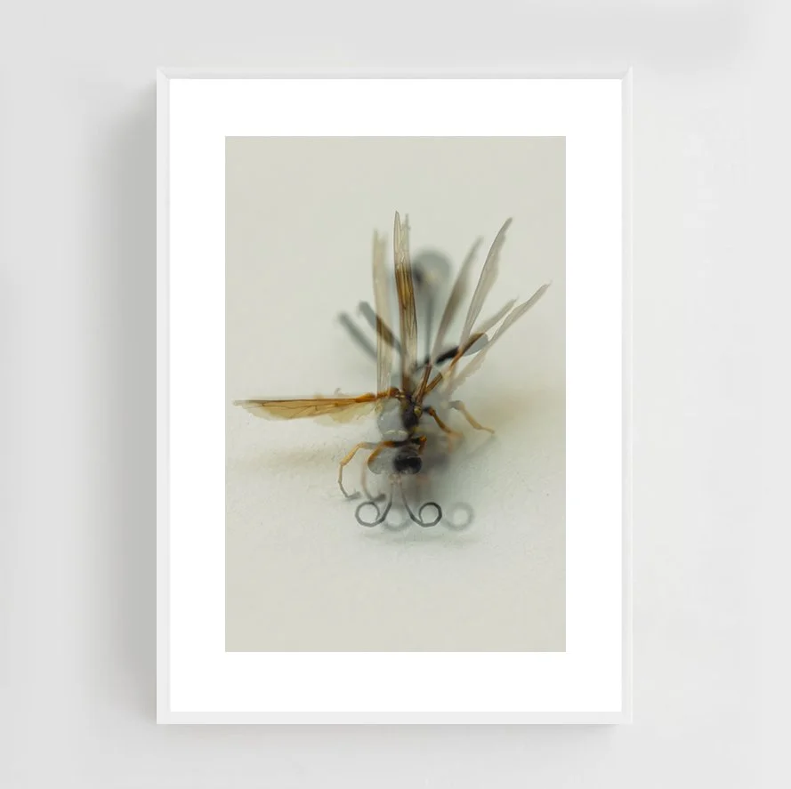 Insects_015_metal_white.jpg