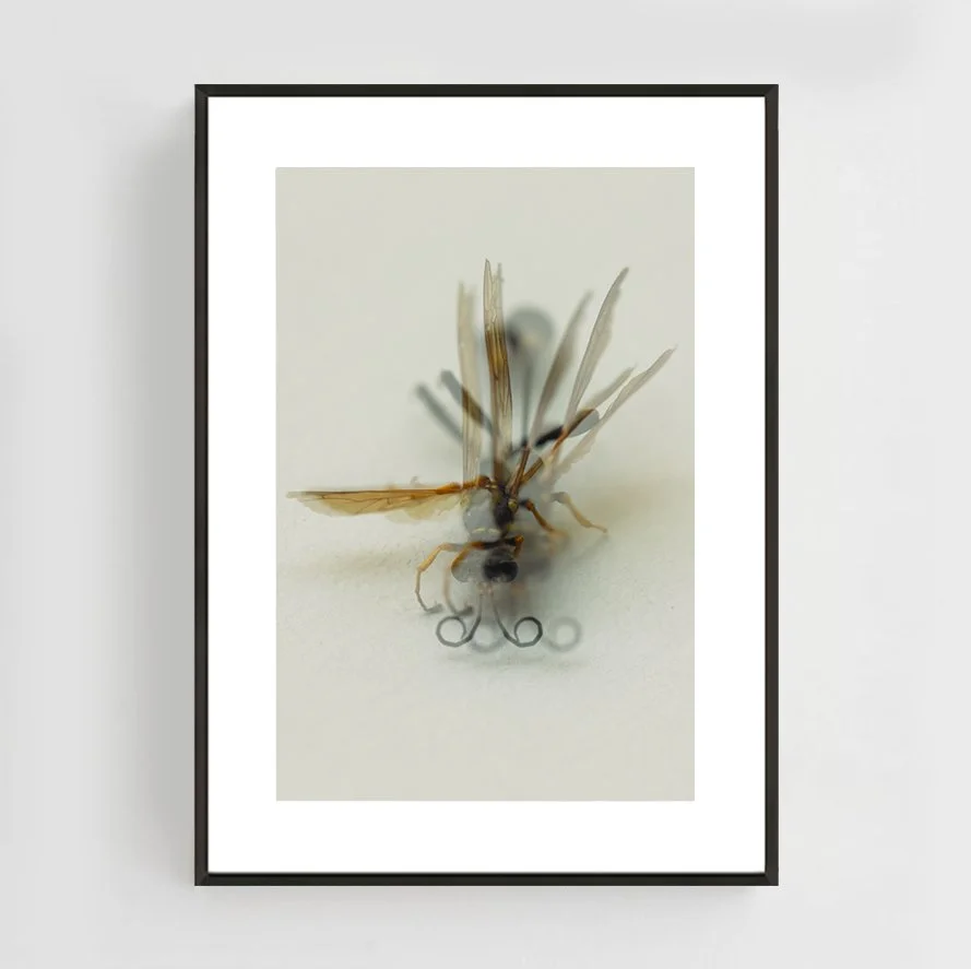 Insects_015_metal_black.jpg