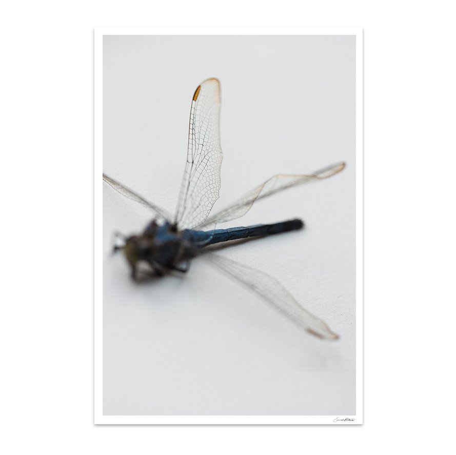 Insects_016.jpg