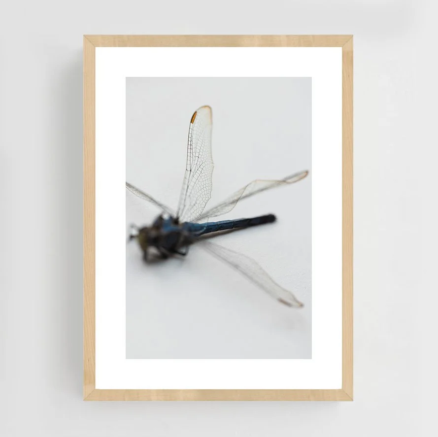 Insects_016_maple.jpg