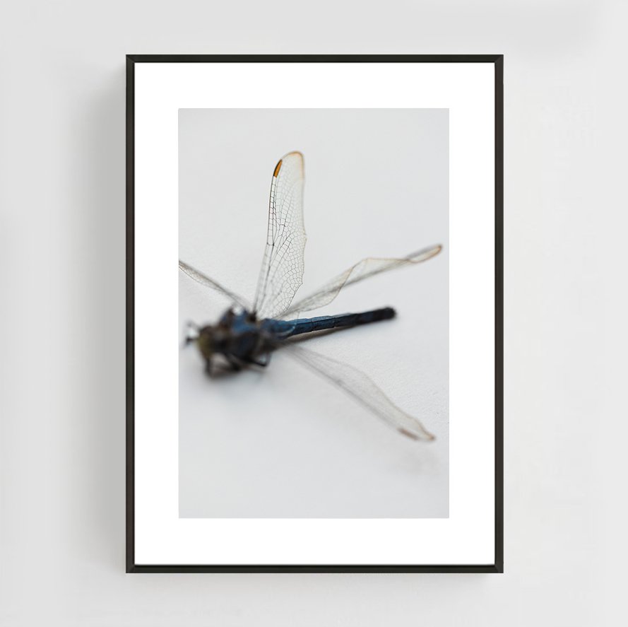 Insects_016_metal_black.jpg