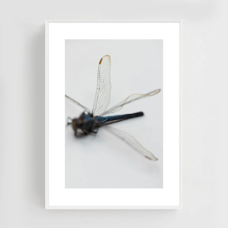 Insects_016_metal_white.jpg