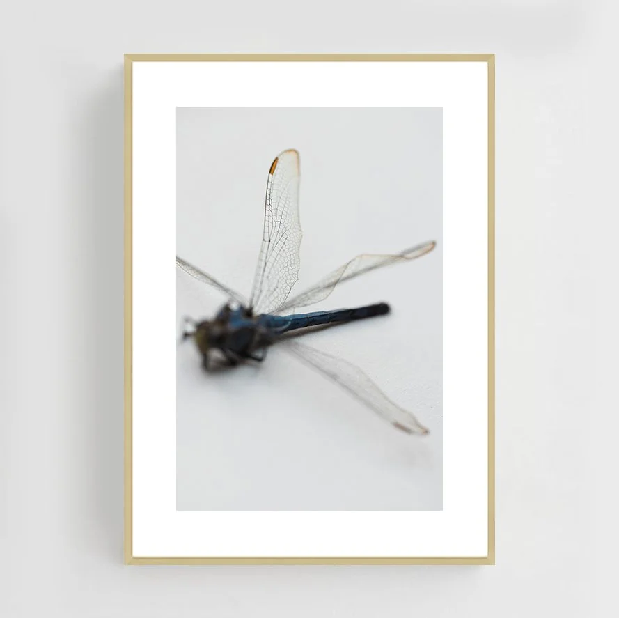 Insects_016_metal_gold.jpg