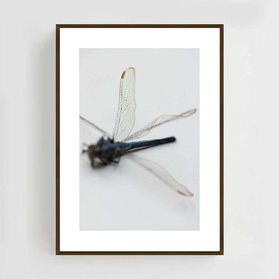 Insects_016_metal_copper.jpg