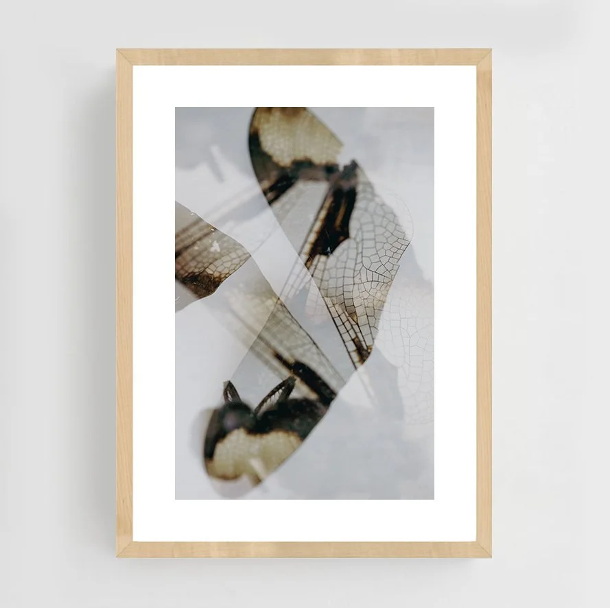 Insects_017_maple.jpg