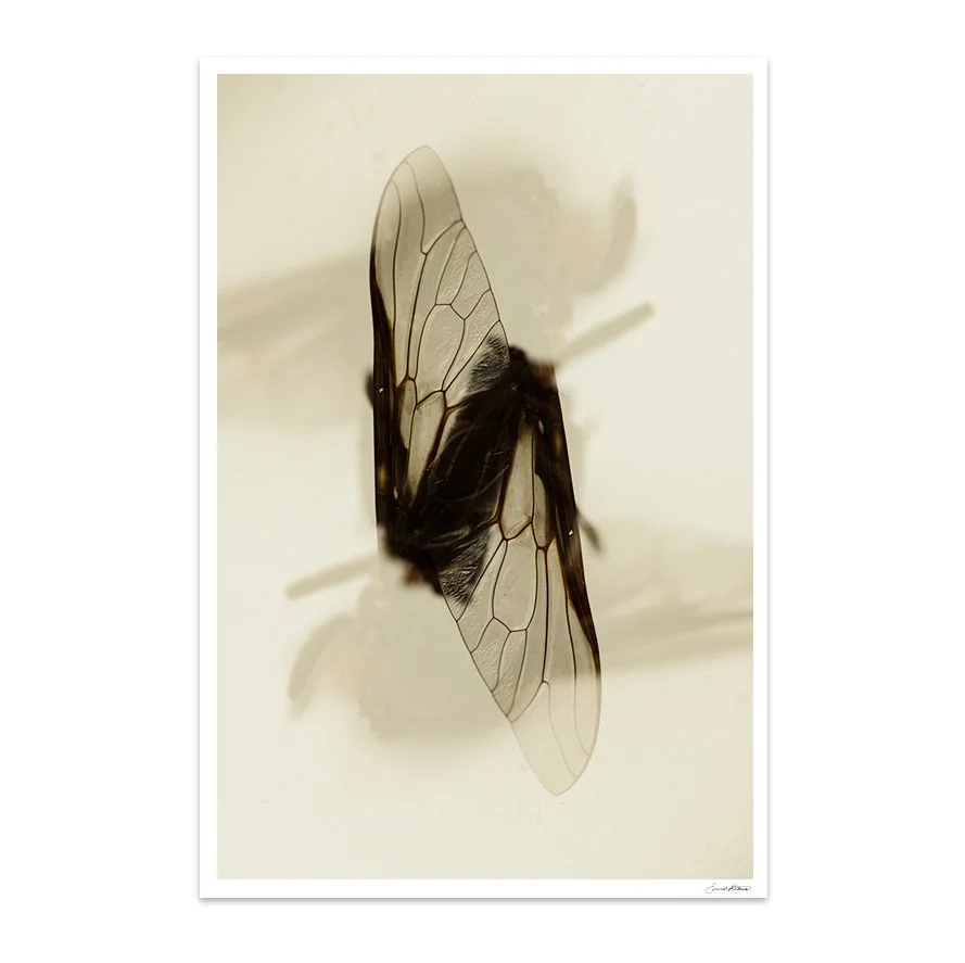 Insects_020.jpg