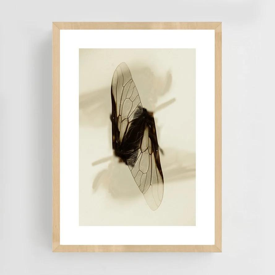 Insects_020_maple.jpg