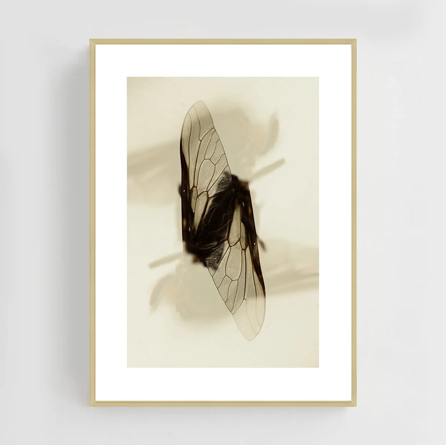 Insects_020_metal_gold.jpg