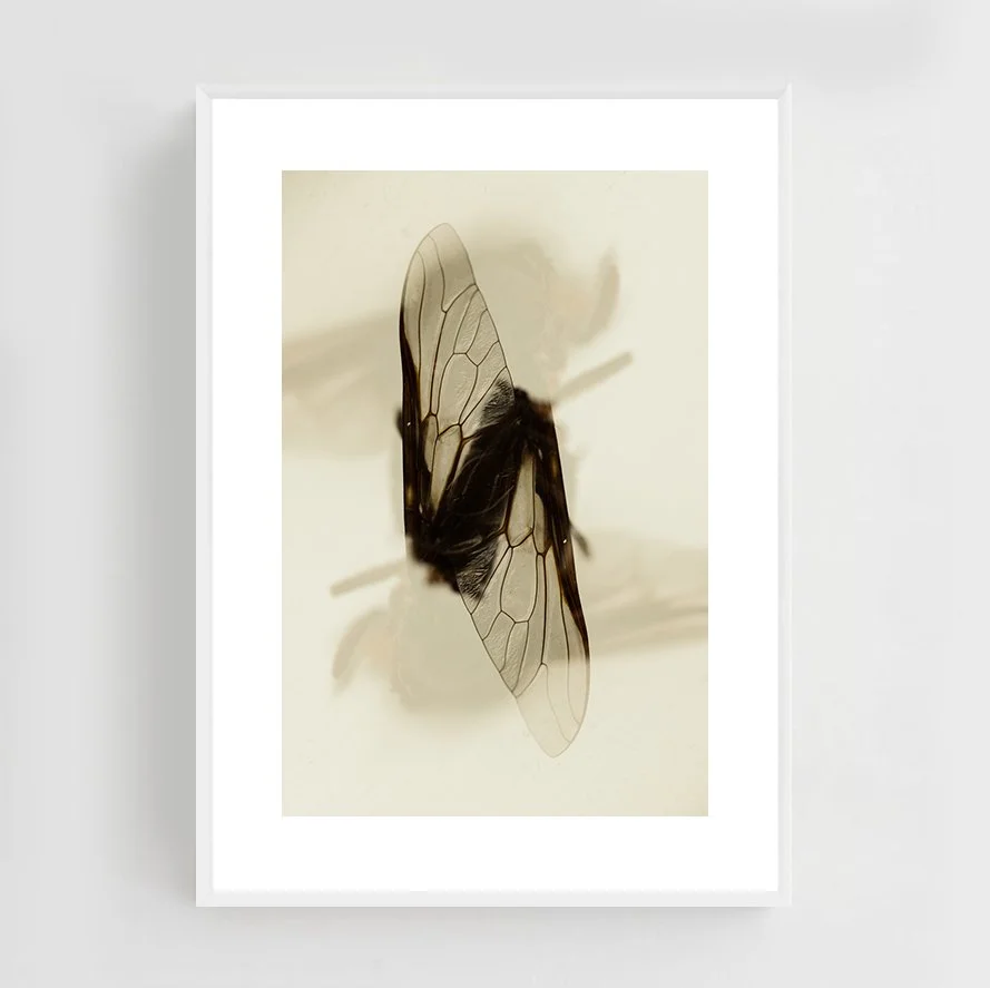 Insects_020_metal_white.jpg