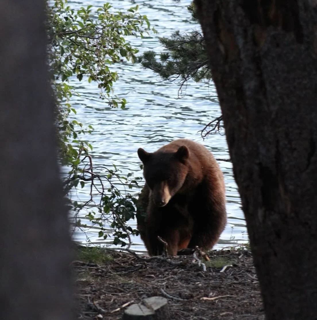 Messengers in Fur and Feather 

This morning the bear was out again.

A pale blonde bear moving quietly through the neighborhood at first light. She lives on the hillside above our cabin and has become a familiar part of life here in the mountains.

