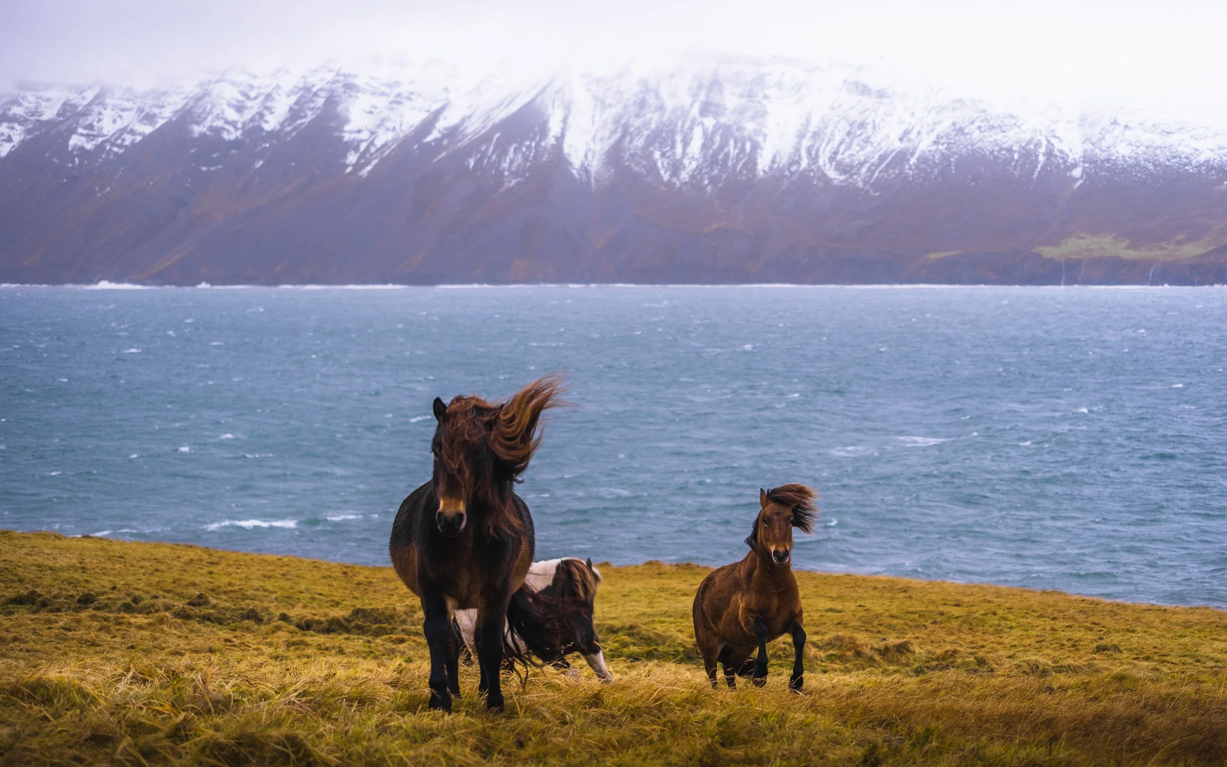 Horses By The Sea.jpg