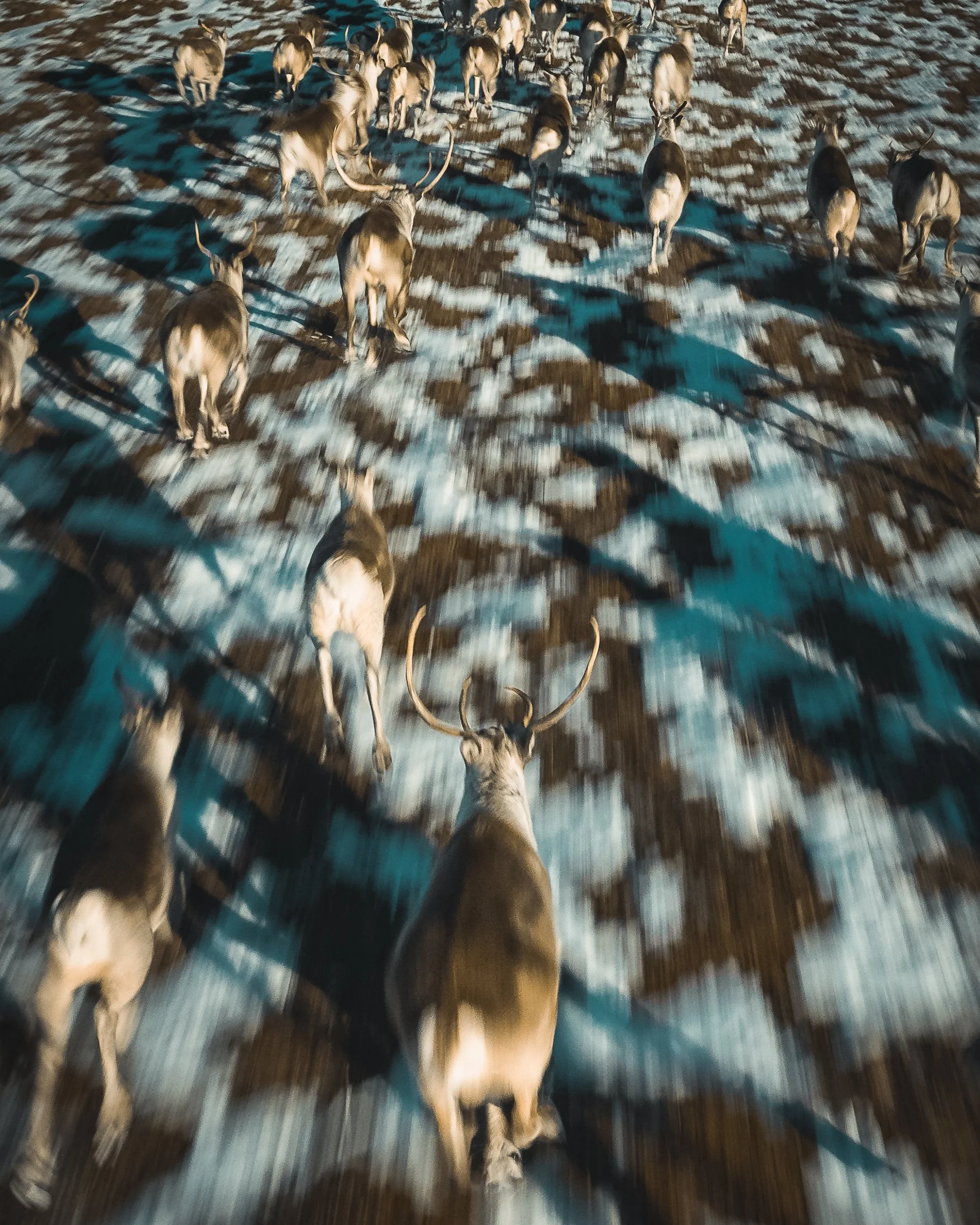 Reindeer Rampage IG 2.jpg