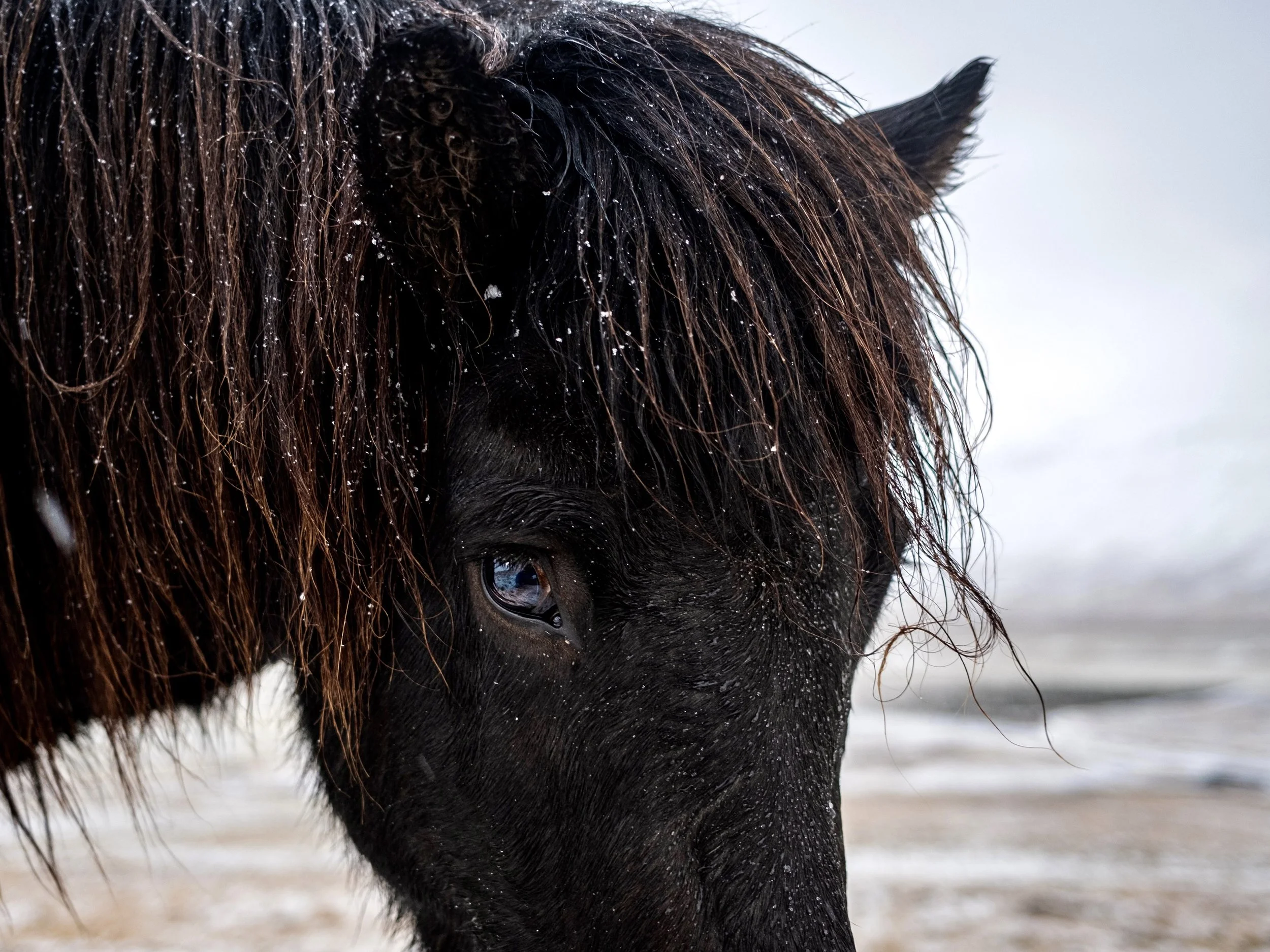 Sapphire Horse Contrast.jpg