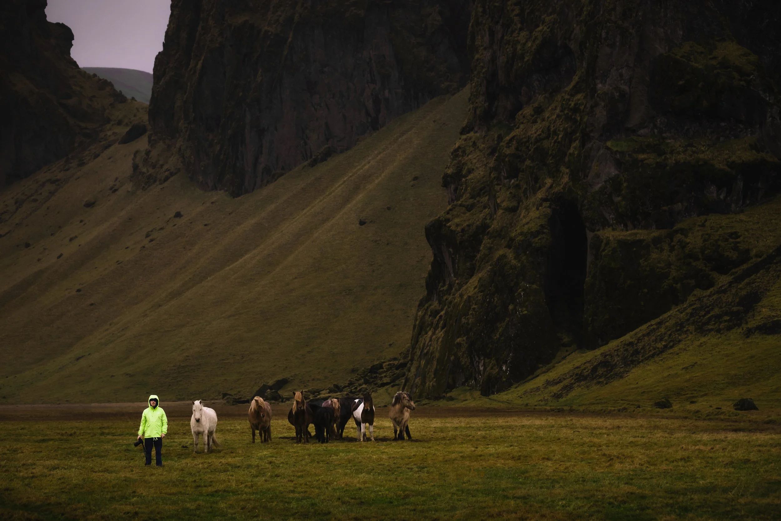 Jason Flock Of Ponies.jpg