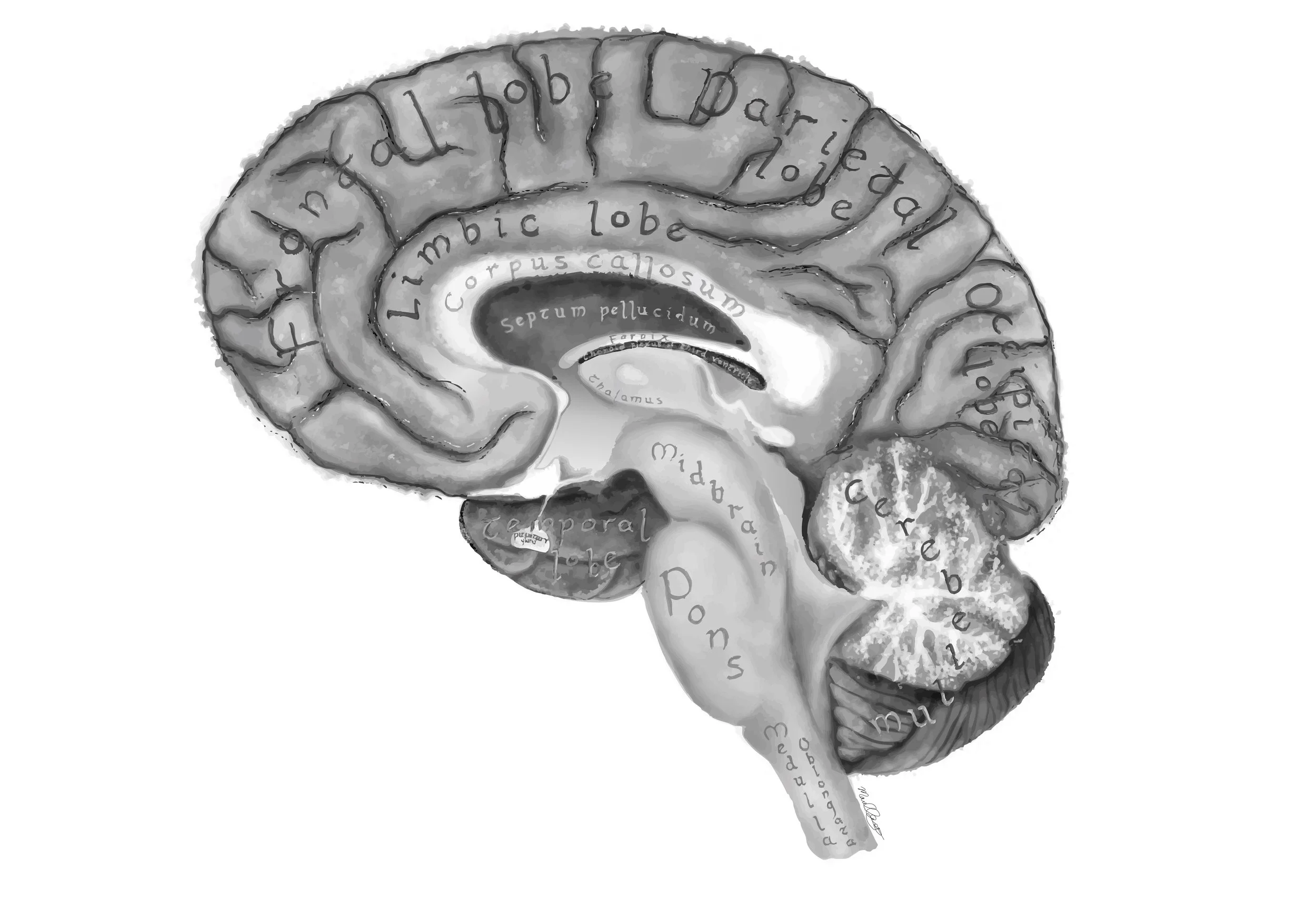 Sagittal view of human brain - labeled
(Digital media)