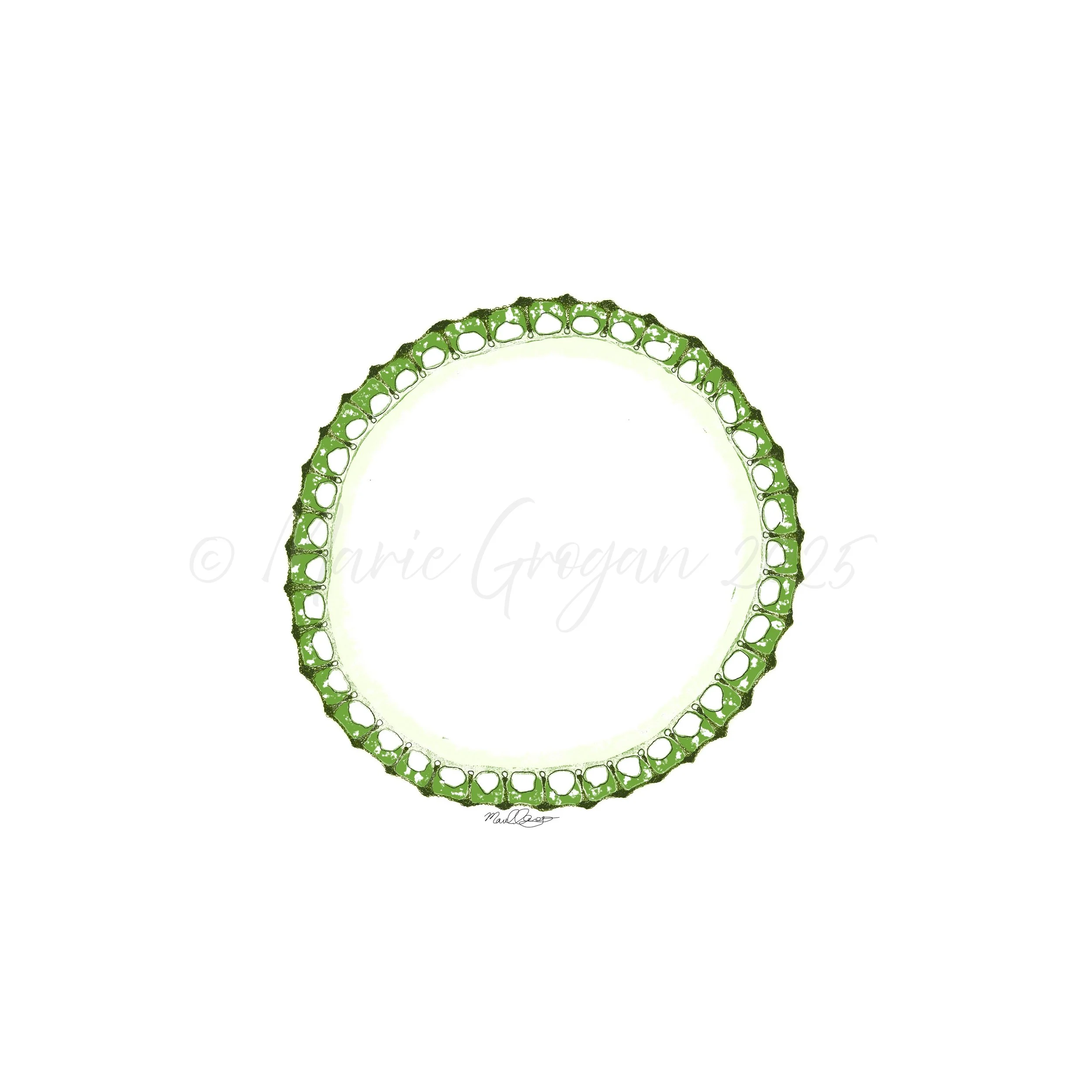 A cross-section of a 'Equisetum hyemale' stem
(Digital media)