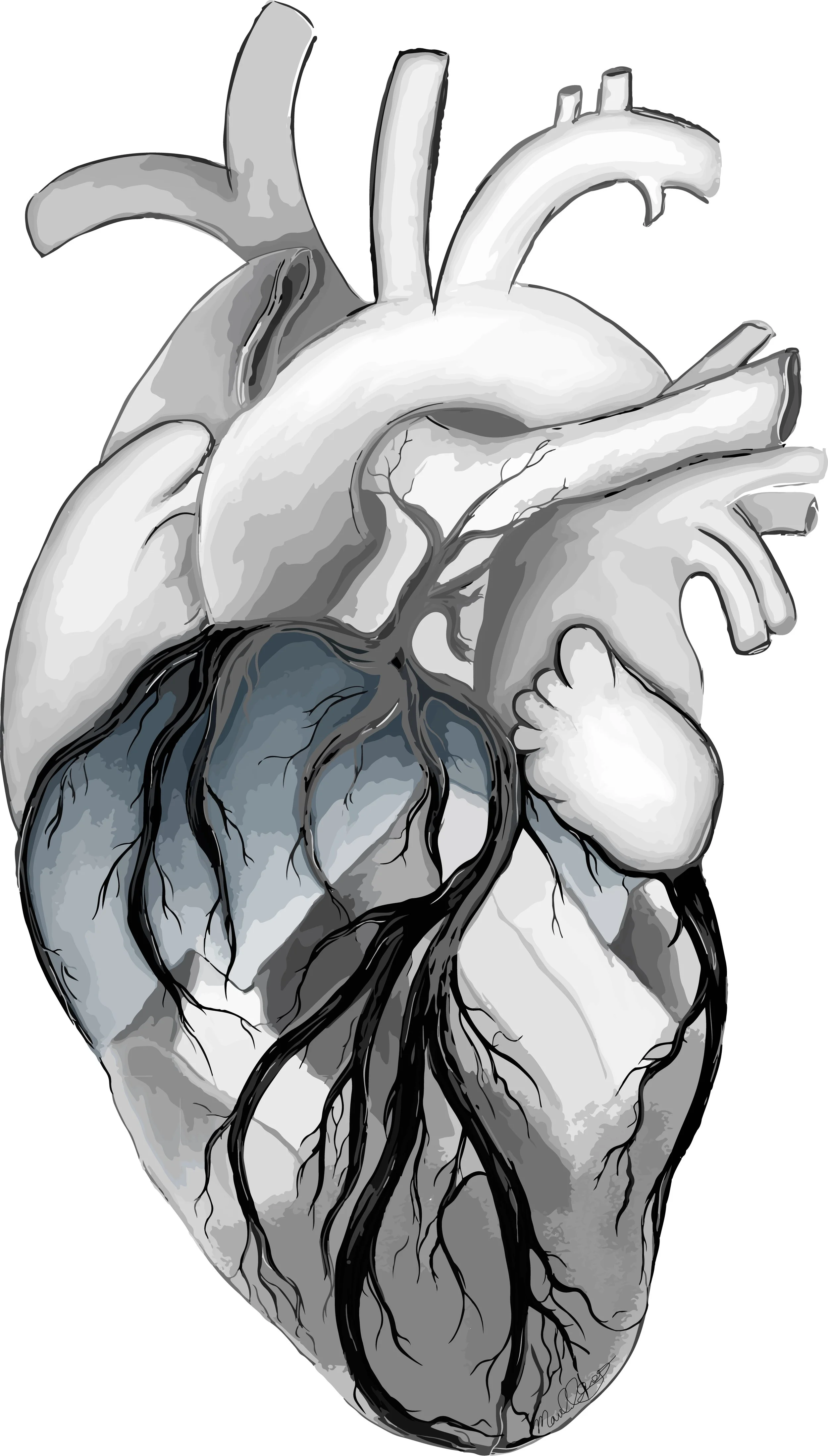 Anatomical heart with mountain inlay
(Digital media)