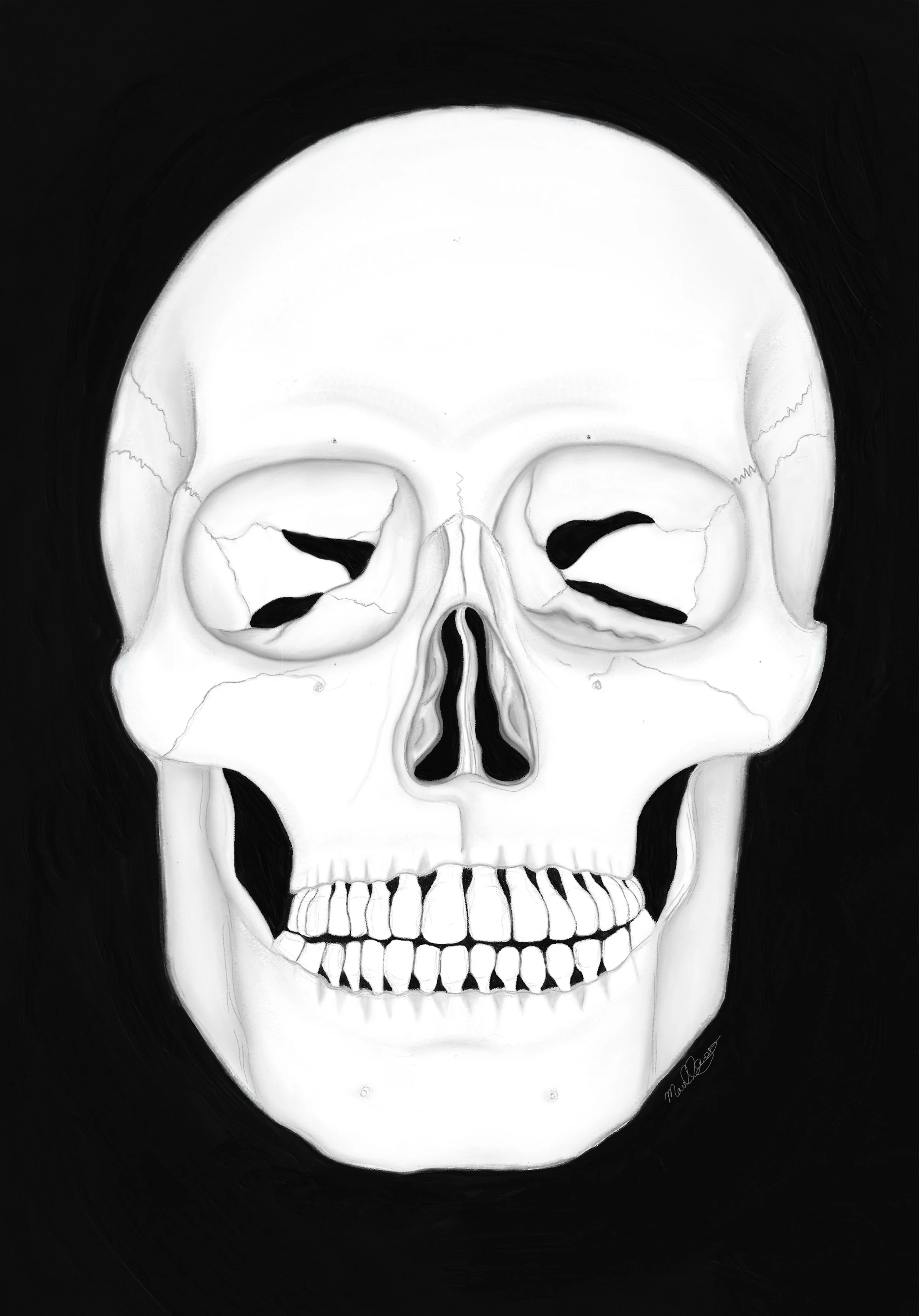 Human skull
(Digital media)