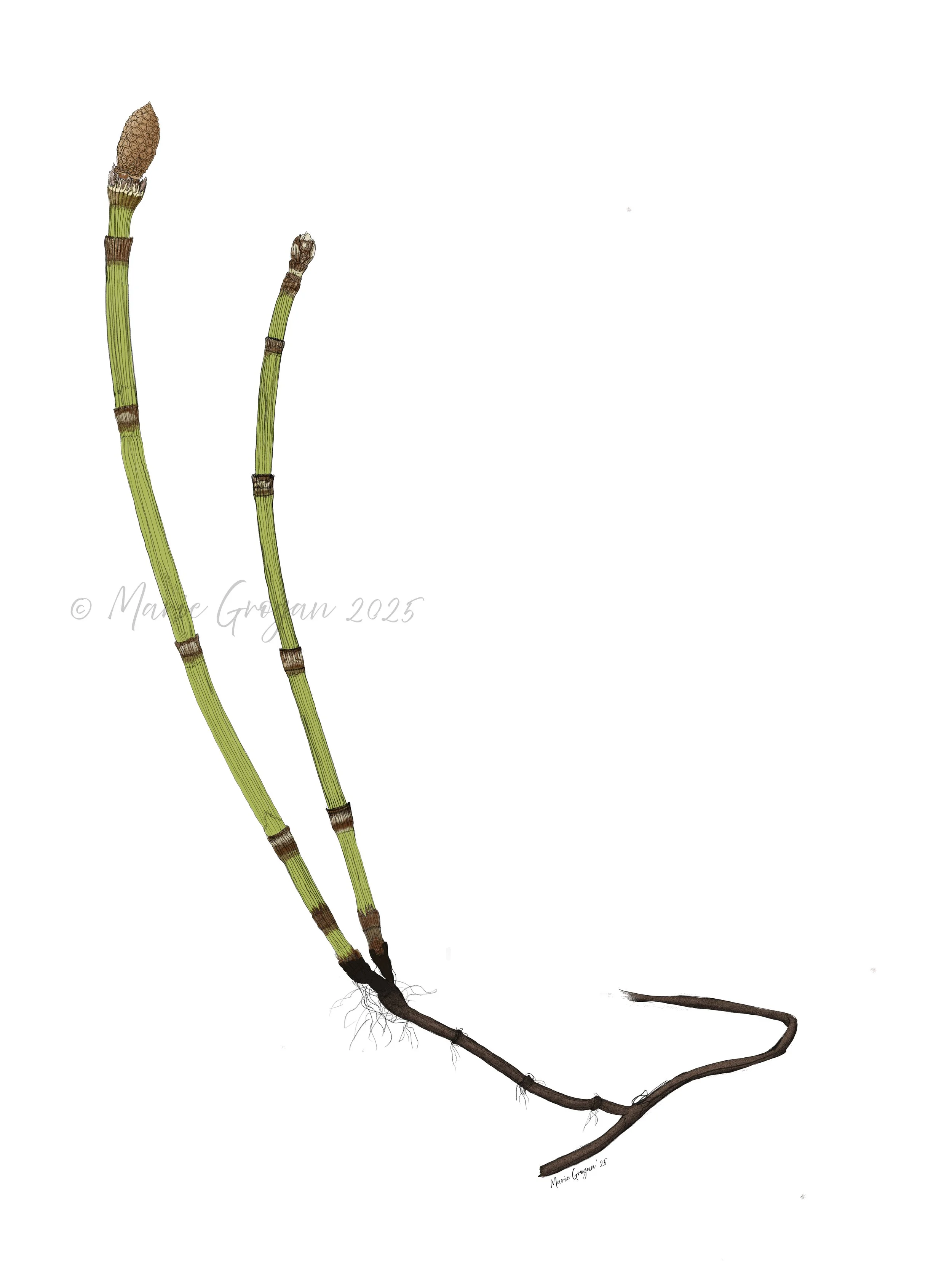 The 'Equisetum hyemale' (rough horsetail) plant
(Digital media)