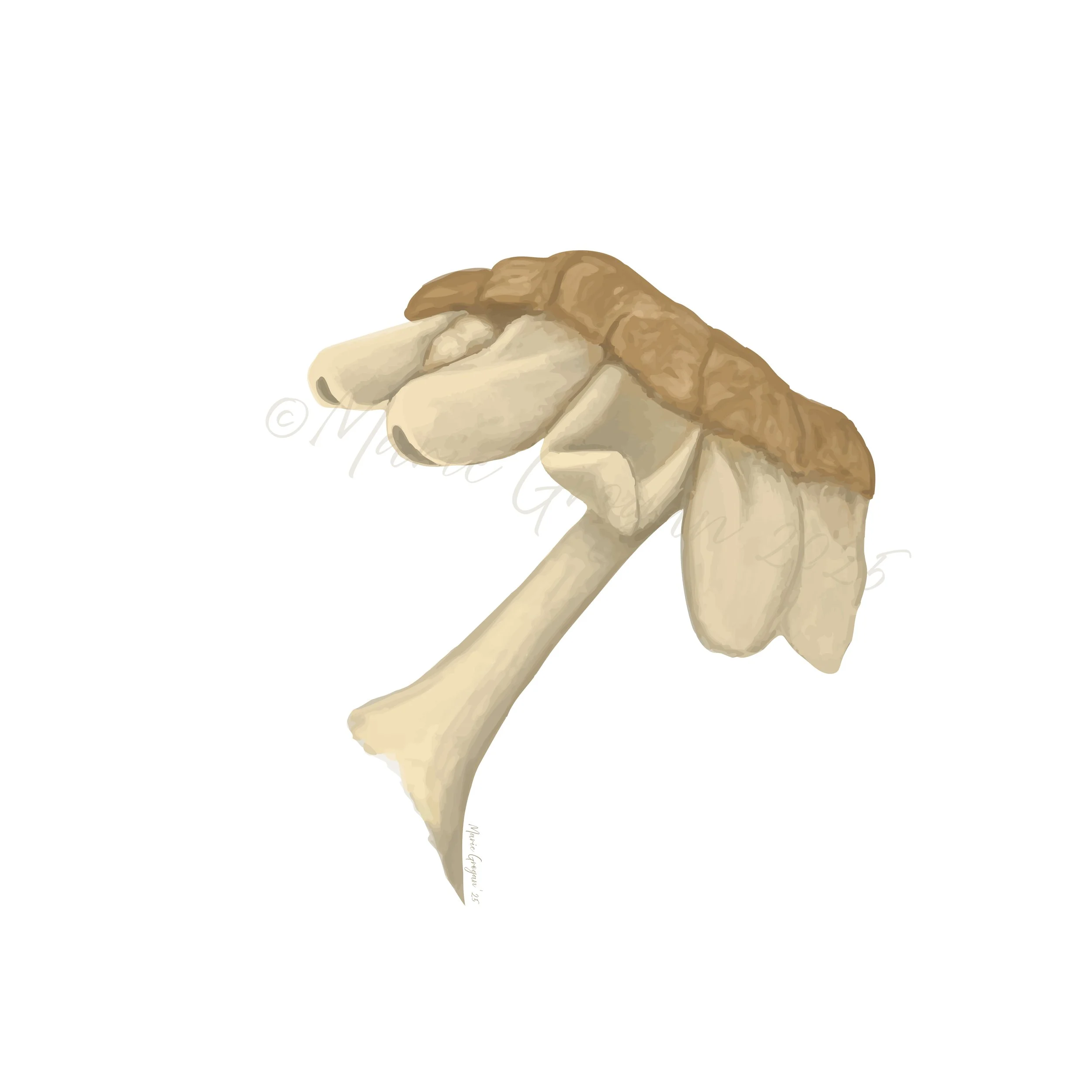 A sporangiophore of the 'Equisetum hyemale' plant
(Digital media)