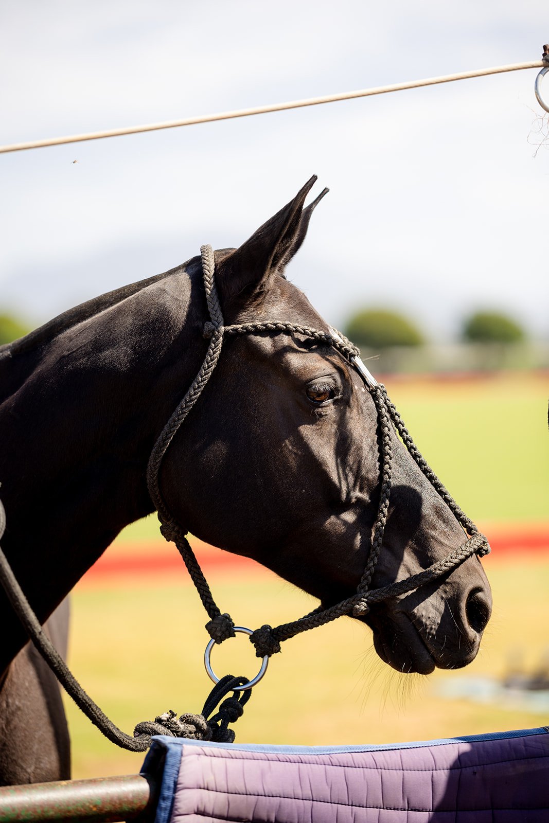 038LuxuryEquestrianPolo2026.jpg