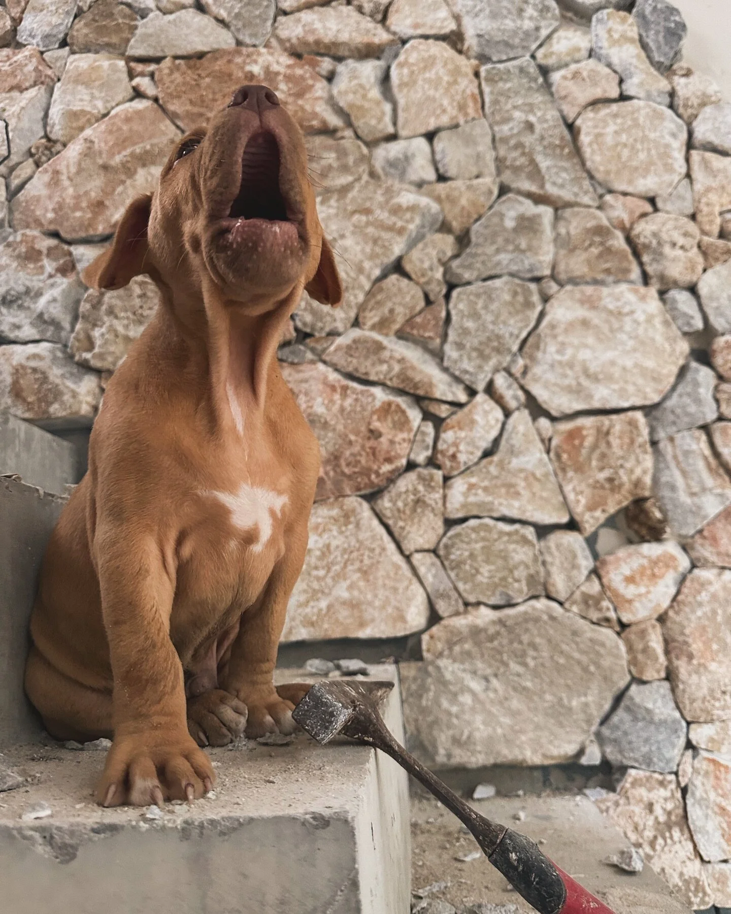 ⚒️PAW-PATROL⚒️